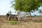 Cow car standing in field