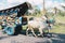 Cow cart or Gerobak Sapi with two white oxen pulling wooden cart with hay on road in Indonesia attending Gerobak Sapi Festival.