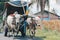 Cow cart or Gerobak Sapi with two white oxen pulling wooden cart with hay on road in Indonesia attending Gerobak Sapi Festival.