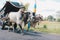 Cow cart or Gerobak Sapi with two white oxen pulling wooden cart with hay on road in Indonesia attending Gerobak Sapi Festival.