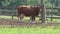 Cow on cattle ranch