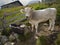 Cow by the cattle trough