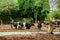 Cow cattles in local dairy farm in Thailand