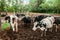 Cow cattles in local dairy farm in Thailand