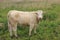 The cow, Charolais is standing in the grassland at the countryside in the late spring.