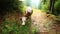 Cow chewing grass in the forest