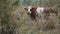 Cow chewing grass on a nature