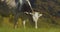 Cow chewing green grass on pasture. Cow grazing on green wildflower meadow against mountain background. Cow eating fresh green gra