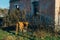 Cow is chewing plastic bag in the junk on abandoned house background