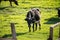 A cow chews grass in a green meadow near a wooden fence. The carefree life of livestock.