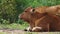 Cow chews grass, mother animal chewing close behind