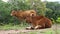 Cow chews grass, mother animal standing close behin