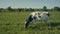 A cow chews grass in a pasture.