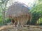 Cow and chicken under a big straw hay tree