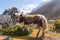 Cow at Chukung village, Everest region, Nepal