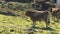 Cow on a cliff in Asturias