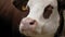 cow. close-up. muzzle of a cow. the cow is licking, chewing. there are many flies flying around the muzzle of a cow