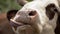 cow. close-up. muzzle of a cow. the cow is licking, chewing. there are many flies flying around the muzzle of a cow