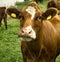 cow closeup on meadow