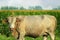 Cow in corn field
