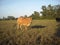 Cow and cornfield