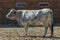 Cow corral animals farm on sunny day