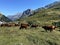 Cow and countryside alpine farms Vanoise National Park, Hautes Alps, France