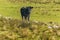 Cow at Countryside, Maldonado, Uruguay