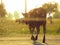 The cow crosses road in forest village with electric poles and trees