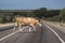 Cow crossing the road