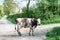 Cow crossing a road in Normandy