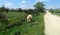 Cow cutting the grass in the ditch of a rural road