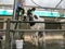 Cow on a dairy show being groomed shaved and milked