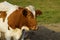 a cow deep in thoughts on a green meadow on a sunny day in the Bavarian village Birkach (Germany)