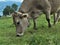 Cow in detail grazing grass alp meadow