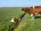 Cow in ditch, trapped, wailing cow beside the ditch sounds alarm for help, drowning cow