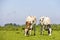 Cow diversity, two grazing black and red spotted on white, heads down side by side eating grass in a green pasture, a blue sky