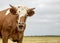 Cow does moo, head, wailing, red and white with horns, standing in a pale pasture under a blue sky and a faraway straight horizon