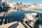 Cow drinking sacred water at Pushkar lake holy ghat in Pushkar, India