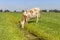 Cow drinking water on the bank of a creek, head down, a rustic country scene, in a green field in holland