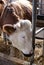 Cow drinking water in stable