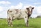 Cow, dual purpose, cheeky, standing on green grass in a meadow, meat and deal cattle, as a background a cloudy blue sky