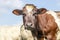 Cow dual purpose, dairy and beef in the Netherlands, portrait of a mature and calm red bovine, friendly and calm expression, a sky