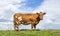 Cow dual purpose, dairy and beef in the Netherlands, standing on green grass in a meadow, pasture, at the background a blue sky