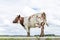 Cow dual purpose, dairy and beef in the Netherlands, standing on a path on a dyke pasture, at the background a blue sky