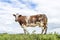 Cow dual purpose in a field, standing on green grass in a pasture, dairy and meat veal cow, a cloudy blue sky