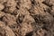 Cow Dung Cakes and Breads dried to use as a natural fuel