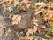 Cow dung, dry cow patty on forest floor with leaves, in fall in Oquirrh Mountains on the Wasatch Front in Salt Lake County Utah US