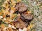 Cow dung, dry cow patty on forest floor with leaves, in fall in Oquirrh Mountains on the Wasatch Front in Salt Lake County Utah US