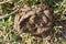 Cow dung in fields prepare for making manure